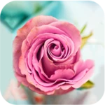 Logo of Rose Wallpapers android Application 