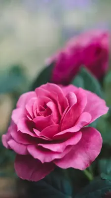 Rose Wallpapers android App screenshot 0