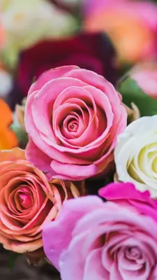 Rose Wallpapers android App screenshot 7